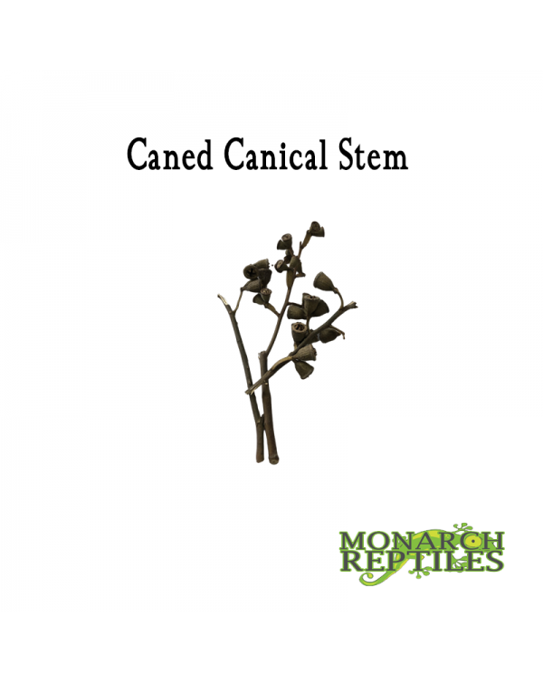 Caned Canical Stem