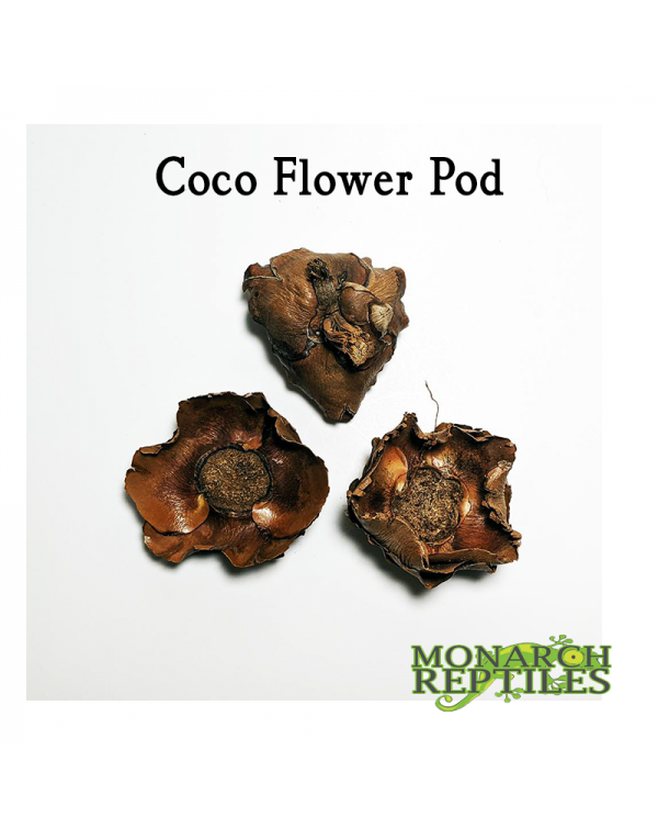 Coco Flower Pod