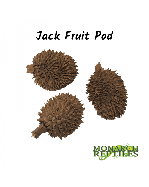 Jack Fruit Pod
