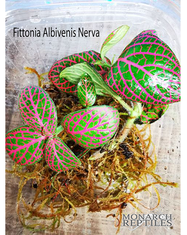 Fittonia Albivenis Nerva