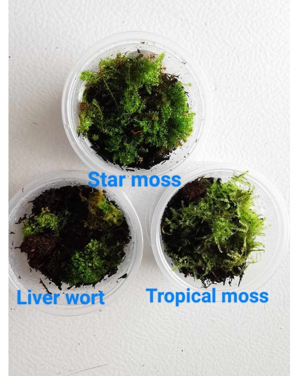 Moss - Liverwort - Medium Light