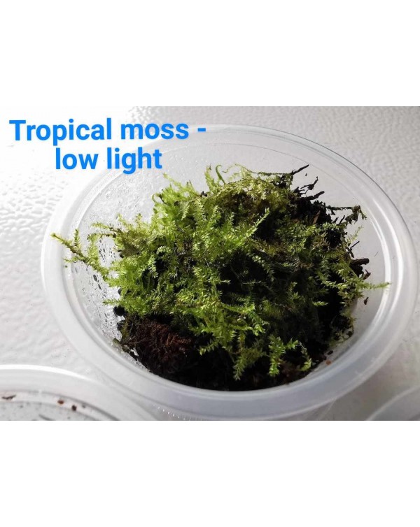 Moss - Tropical - Low Light