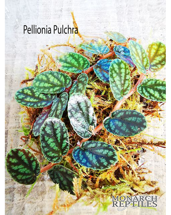 Pellionia Pulchra