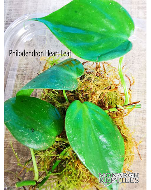 Philodendron Heart Leaf