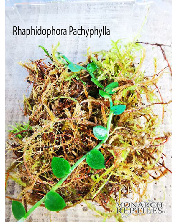 Rhaphidophora Pachyphylla