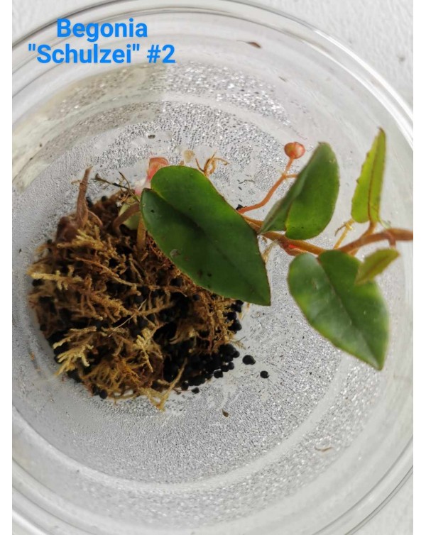 Begonia Schulzei Plant - #2