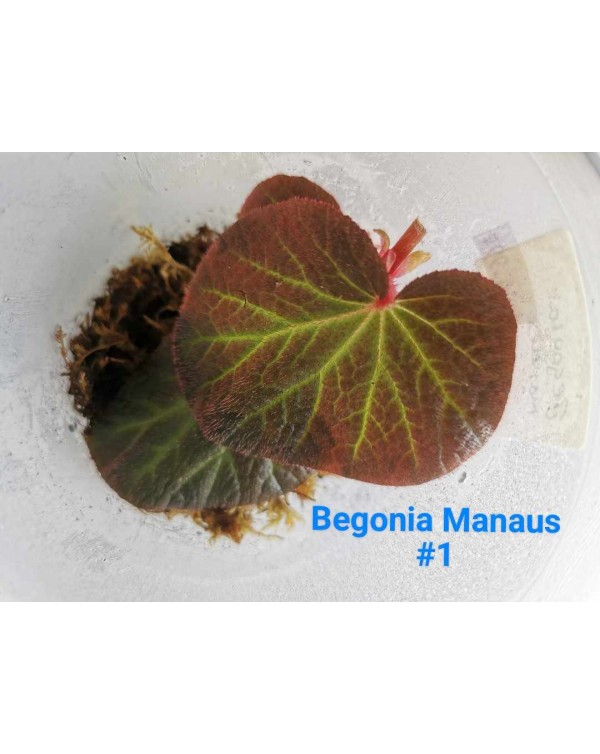 Begonia Manaus Plant - #1