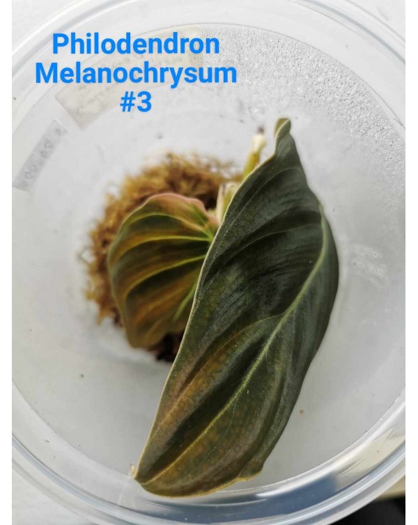Philodendron Melanochrysum Plant - #3