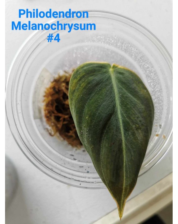 Philodendron Melanochrysum Plant - #4