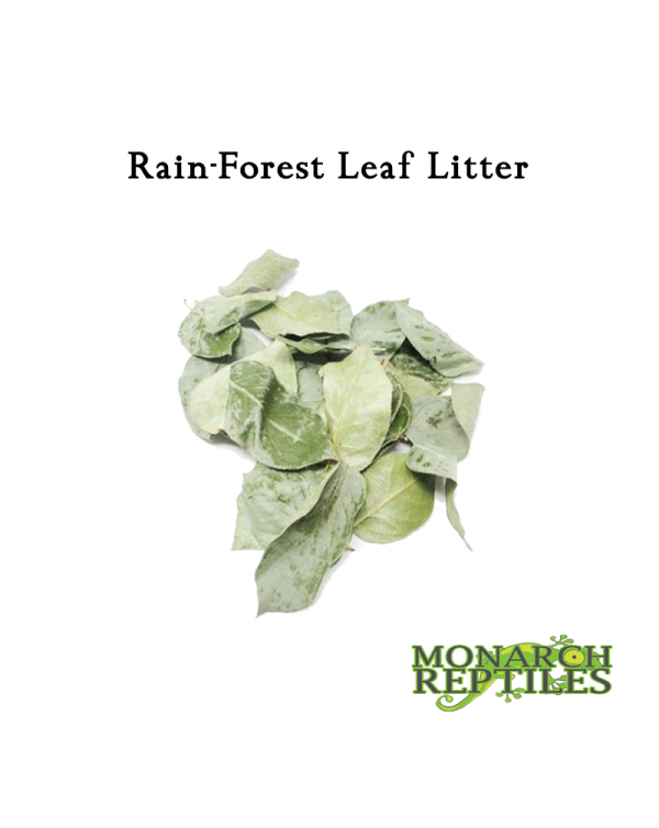 Rain Forest Leaf Litter