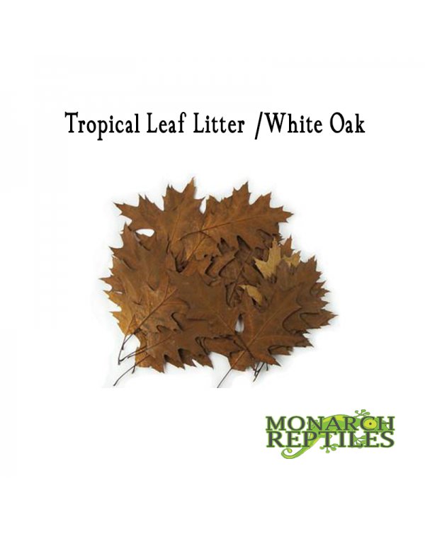Tropical Leaf Litter White Oak