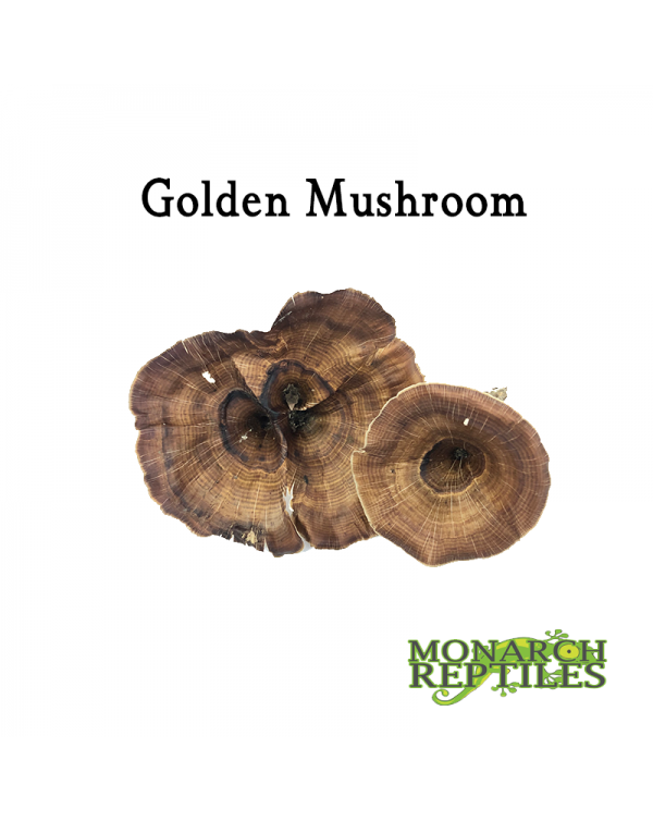 Golden Mushroom 