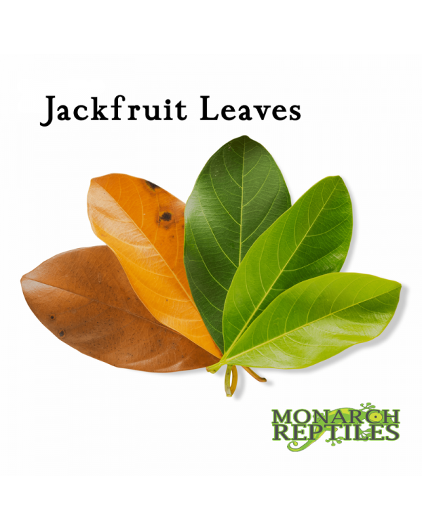Jack Fruit Leaves