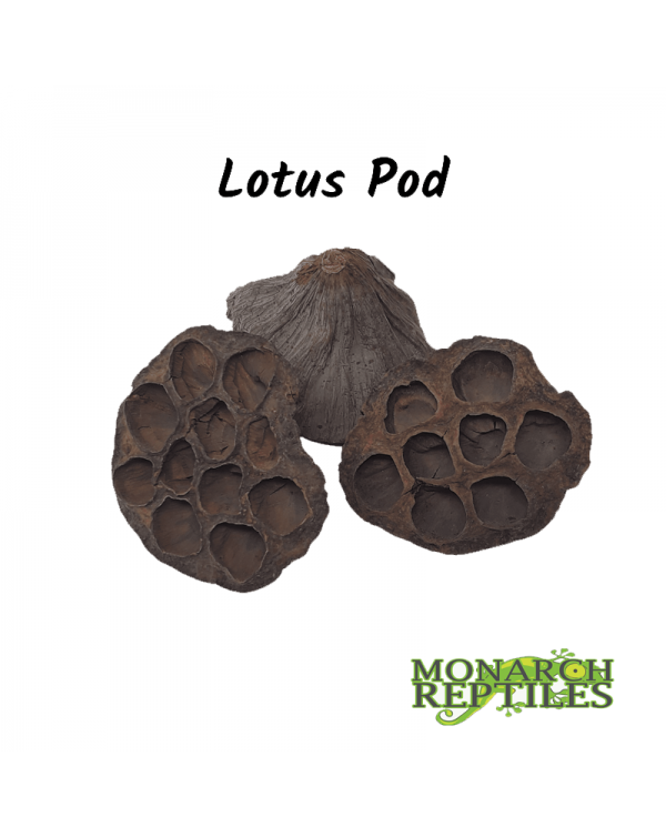 Lotus Pods