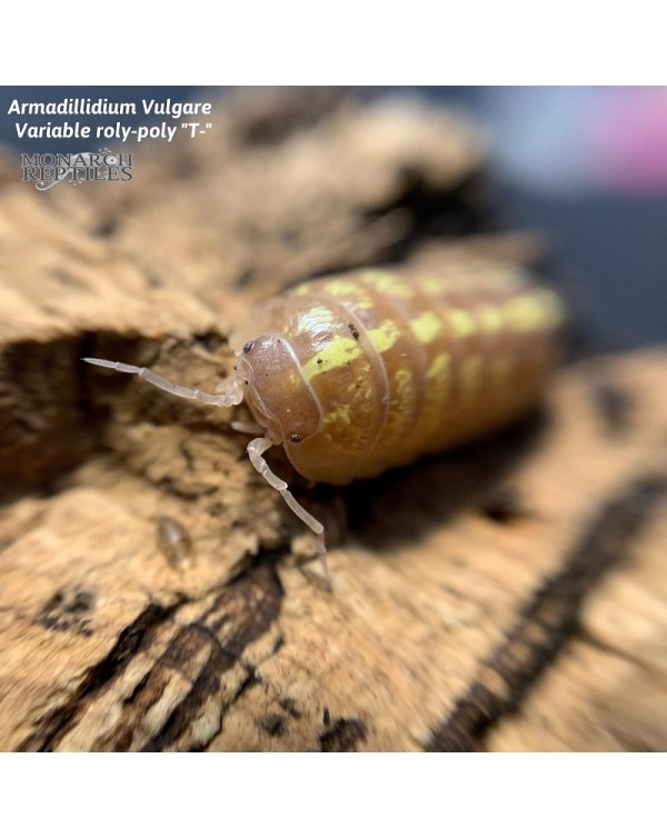 Isopods - Armadillidium  Vulgare Albino T-