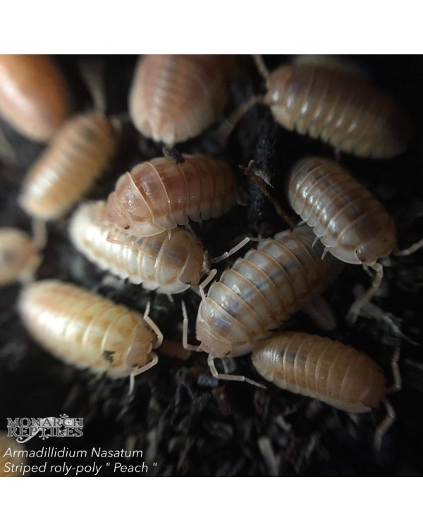 Isopods - Armadillidum Nasatum - Striped  roly poly "Peach"  