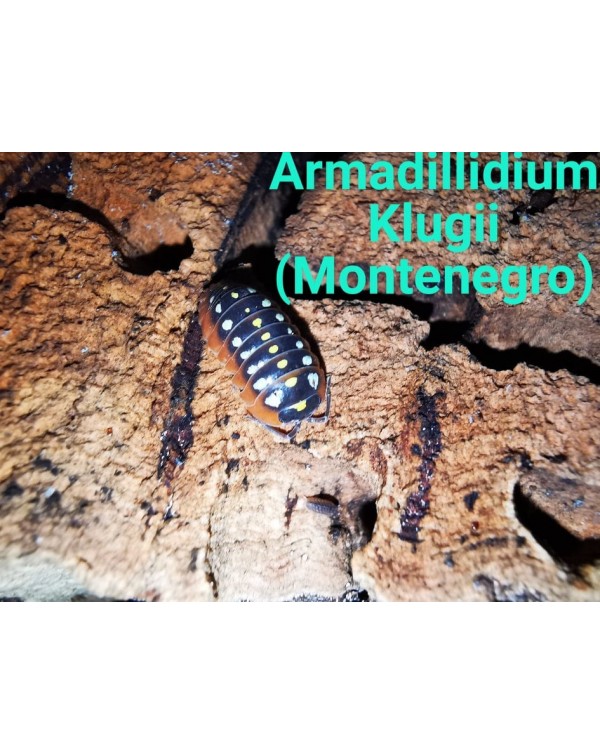 Isopods - Armadilidium Klugii - Montenegro