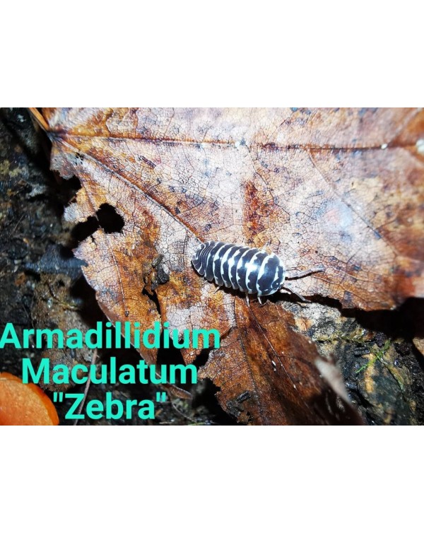 Isopods - Armadilidium Maculatum - Zebra - 100 Bulk