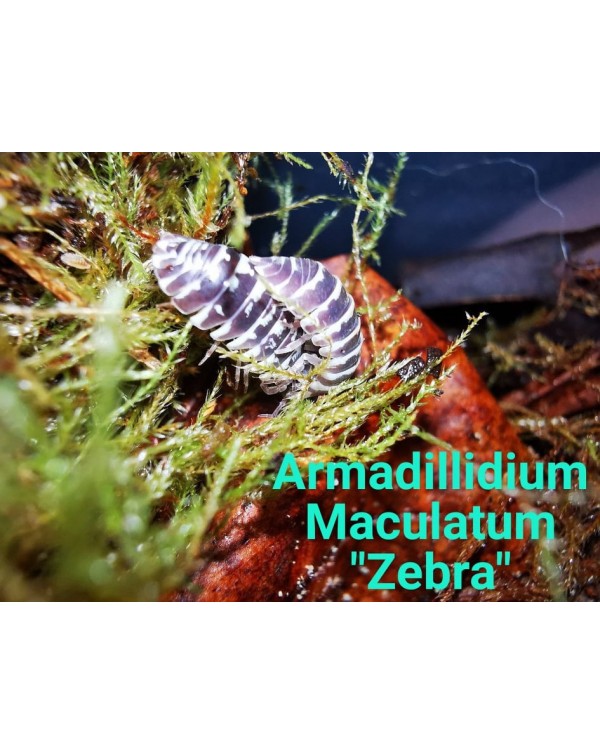 Isopods - Armadilidium Maculatum - Zebra - 100 Bulk