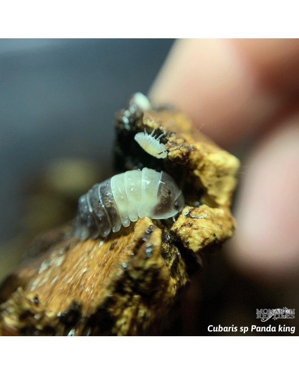 Isopods - Cubaris sp Panda King - 100 Bulk