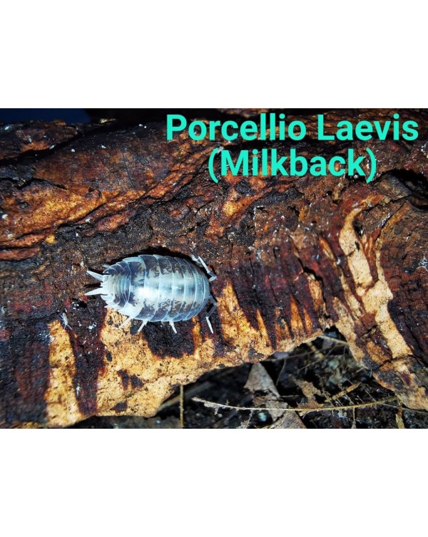 Isopods -  Porcellio Laevis - Milkback
