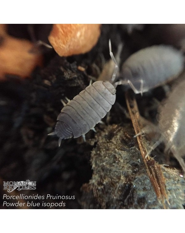 Isopods - Porcellionides Pruinosus - Powder Blue