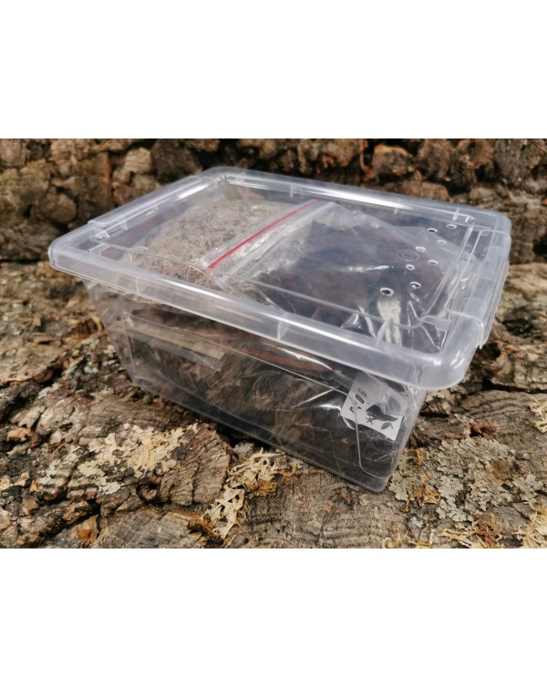  Isopod Starter Kit  - Small  (21 x 15 x 11cm)  Deluxe