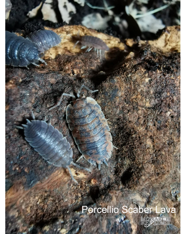 Isopods -  Porcellio Scaber - Lava