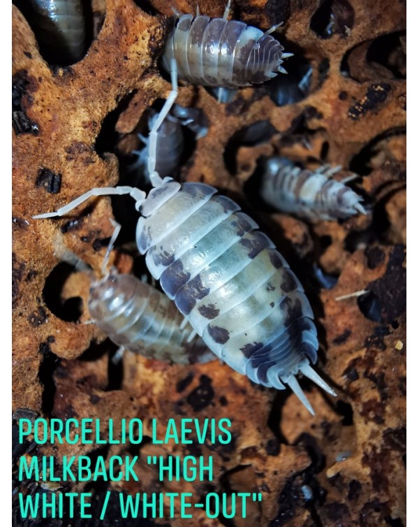 Isopods -  Porcellio Laevis - Milkback White-Out - High White
