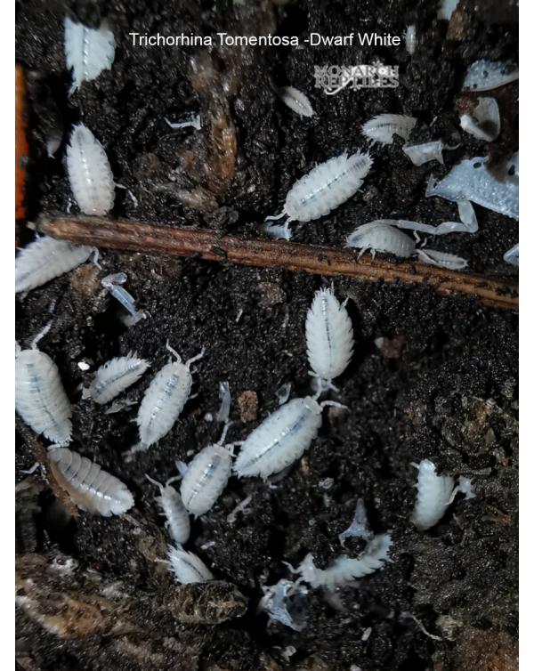 Isopods -Trichorhina Tomentosa  Dwarf white 