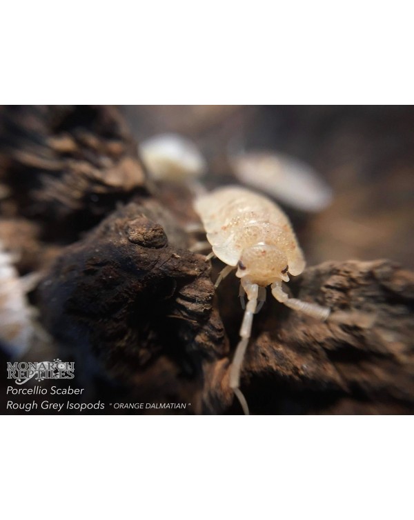 Isopods - Porcellio Scaber sp  Orange Dalmatian  (Porcellio Scaber)