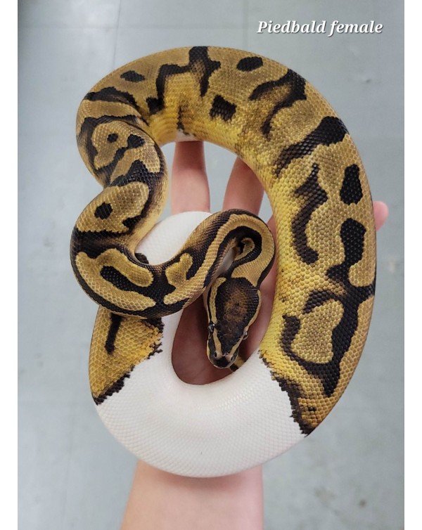Ball Python  Piedball- Female