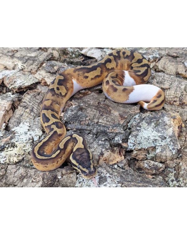 Ball Python - Enchi Yellowbelly Pied - Male