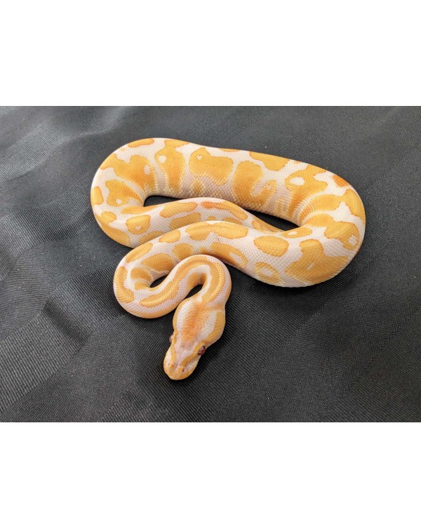 Ball Python  - Lavender - Female