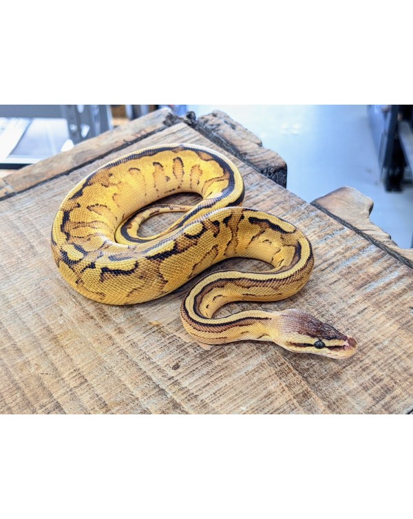 Ball Python - G Stripe Pastel Yellowbelly Male