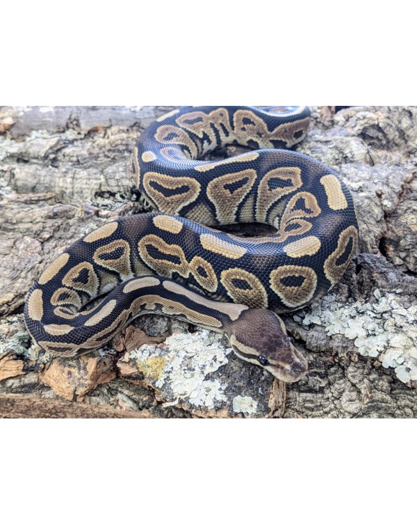 Ball Python - Cinnamon -Female