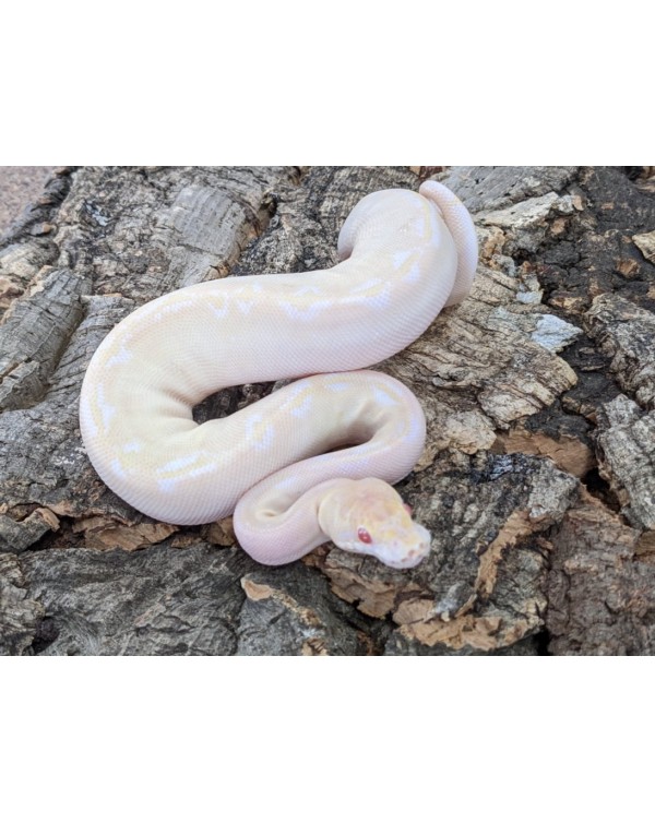 Ball Python - Pastel Albino Ivory het Hypo - Female