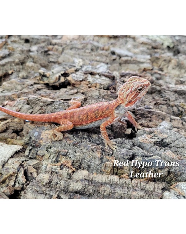  Bearded Dragon - Red Hypo Trans Leather