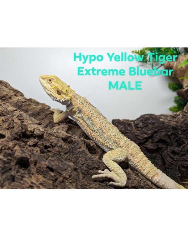  Bearded Dragon - Hypo Yellow Tiger Extreme Bluebar MALE