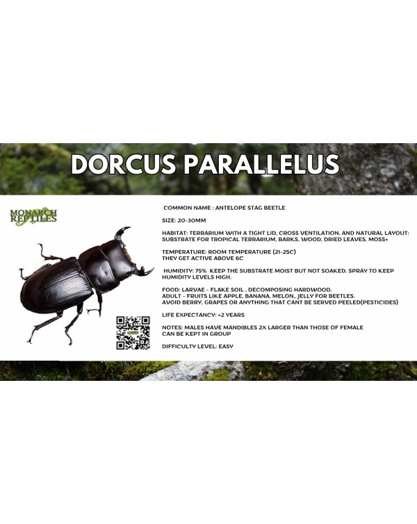 Dorcus Parallelus  - Antelope Stag Beetle