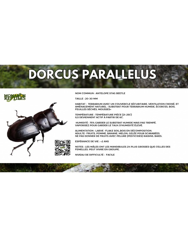 Dorcus Parallelus  - Antelope Stag Beetle