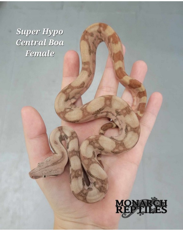 Boa - Super Hypo Central  - Female