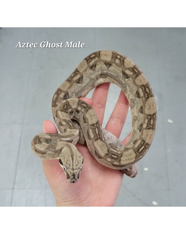 BCI - Aztec Ghost - Male