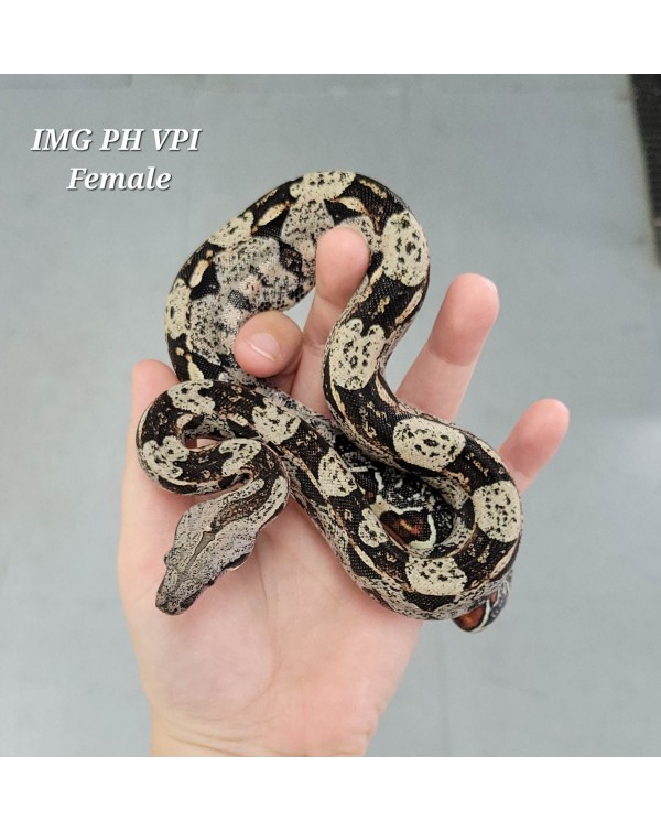 BCI - IMG PH VPI - Female