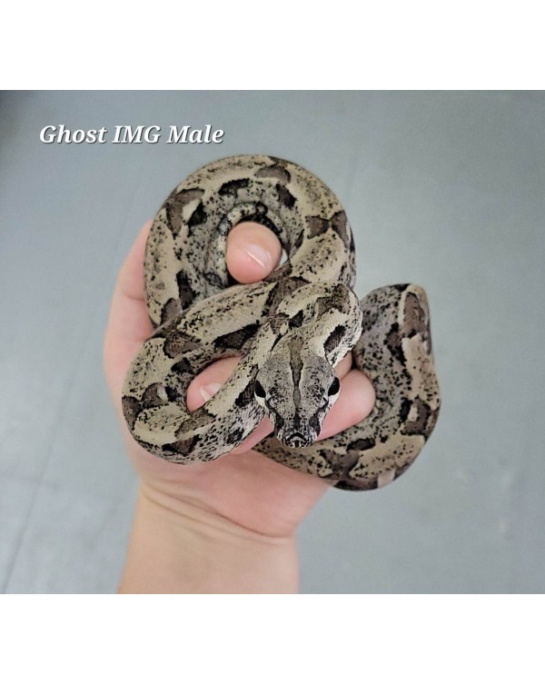 BCI - Ghost IMG - Male
