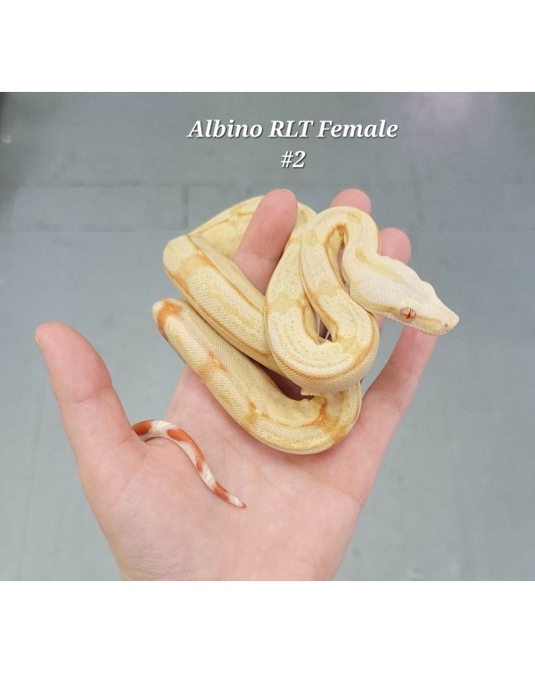 BCI - Albino RLT -  Female No. 2