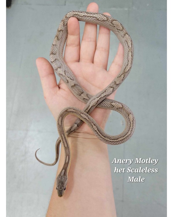 Cornsnake - Anery Motley het Scaleless - Male