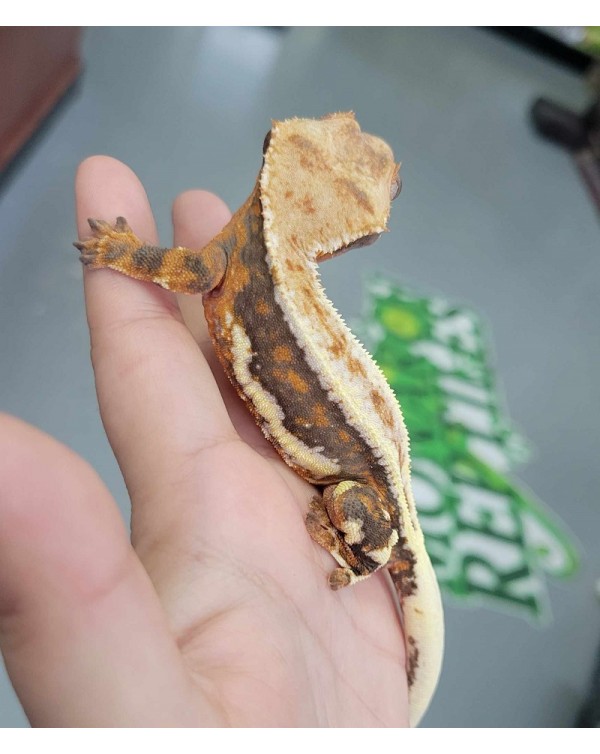  Crested Gecko - Lily White  Male 