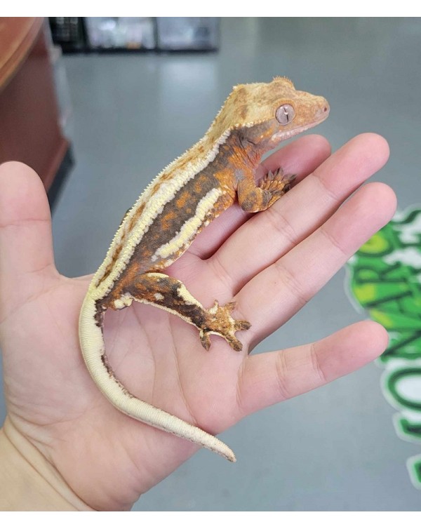  Crested Gecko - Lily White  Male 