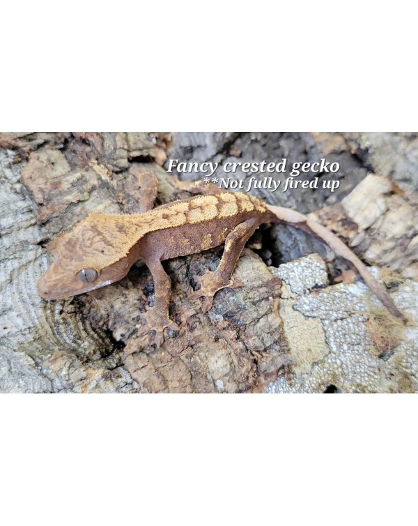  Crested Gecko - Fancy #1